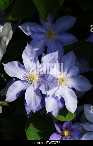 Clematis 'Blue Eyes' Stockfoto