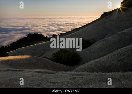 Weiches Licht fällt auf den grasbewachsenen westlichen Hängen des Mount Tamalpais State Park wie eine geschwollene weißen Nebeldecke in aus th treibt Stockfoto