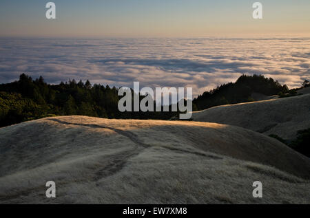 Weiches Licht fällt auf den grasbewachsenen westlichen Hängen des Mount Tamalpais State Park wie eine geschwollene weißen Nebeldecke in aus th treibt Stockfoto