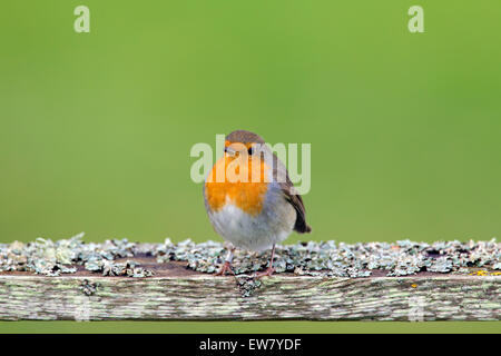 Rotkehlchen (Erithacus Rubecula) thront auf verwitterter Holzzaun Stockfoto