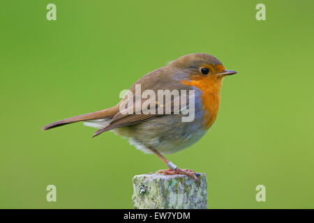 Beringter Rotkehlchen (Erithacus Rubecula) thront auf Zaunpfosten Stockfoto