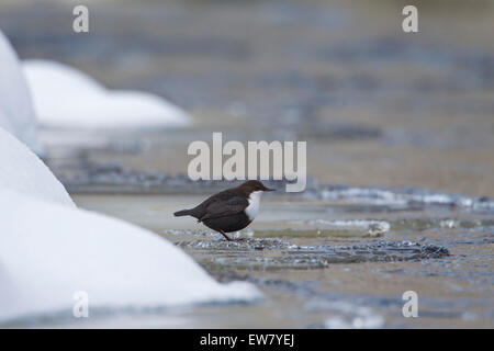 Europäischen Wagen / weiße-throated Wasseramseln (Cinclus Cinclus) stehen in gefrorenen Fluss im Winter Stockfoto