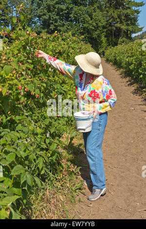 Himbeere Kommissionierung in einem ländlichen Bauernhof in Oregon. Stockfoto