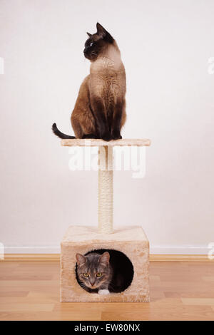 zwei Katzen auf Kratzbaum Stockfoto