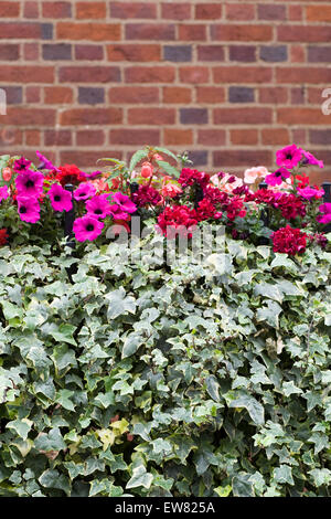 Fenster-Kisten voller Blumen Geländer befestigt Stockfoto