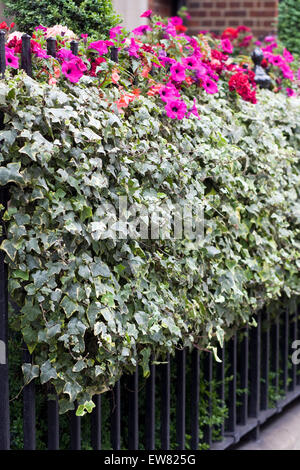 Fenster-Kisten voller Blumen Geländer befestigt Stockfoto