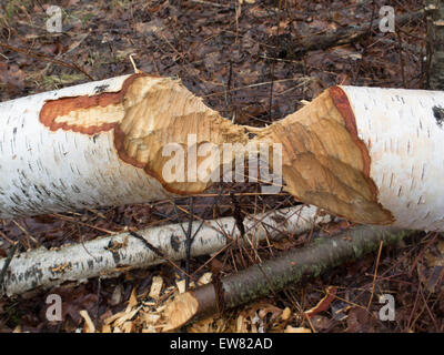 Schäden an einer Birke Biber eine mit Chips vom Baum auf den Boden. Stockfoto