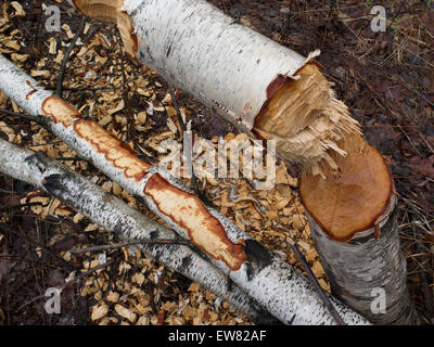 Schäden an einer Birke Biber eine mit Chips vom Baum auf den Boden. Stockfoto