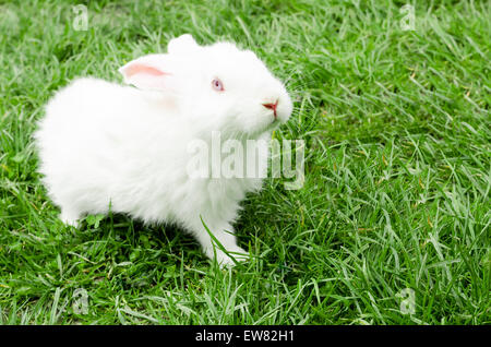 weißes Kaninchen auf einer Wiese Stockfoto