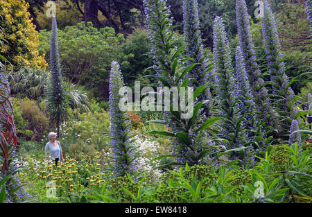 Ein Besucher zu den '' heißesten Gärten in Großbritannien '' wandert unter dem riesigen Display des Echiums im Ventnor Botanic Garden auf th Stockfoto