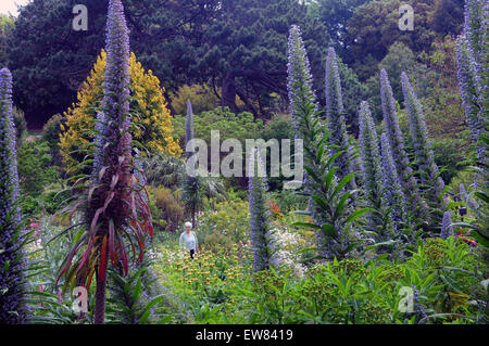 Ein Besucher zu den '' heißesten Gärten in Großbritannien '' wandert unter dem riesigen Display des Echiums im Ventnor Botanic Garden auf th Stockfoto