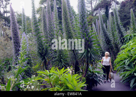 Ein Besucher zu den '' heißesten Gärten in Großbritannien '' wandert unter dem riesigen Display des Echiums im Ventnor Botanic Garden auf th Stockfoto