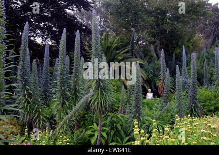 Ein Besucher zu den '' heißesten Gärten in Großbritannien '' wandert unter dem riesigen Display des Echiums im Ventnor Botanic Garden auf th Stockfoto