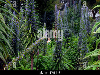 Ein Besucher zu den '' heißesten Gärten in Großbritannien '' wandert unter dem riesigen Display des Echiums im Ventnor Botanic Garden auf th Stockfoto