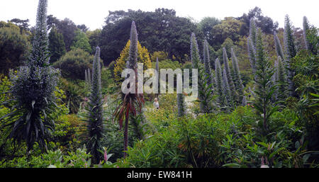 Ein Besucher zu den '' heißesten Gärten in Großbritannien '' wandert unter dem riesigen Display des Echiums im Ventnor Botanic Garden auf th Stockfoto