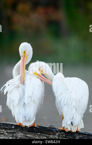 Ein paar amerikanische weiße Pelikane (Pelecanus Erythrorhynchos) pflegen ihre Federn, White Rock Lake, Dallas, Texas Stockfoto