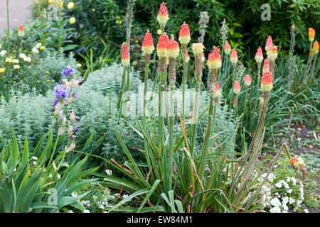 Border Blumen an Waterperry Gärten in England Stockfoto