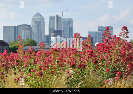 Cutty Sark Gärten, Greenwich, London, Canary Wharf im Hintergrund Stockfoto