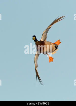 Drake Mallard fliegen Stockfoto