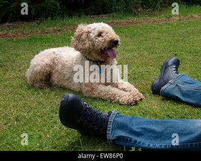 Lagotto Romagnolo Hund zwischen den Füßen des Besitzers, Somerset, Großbritannien Stockfoto