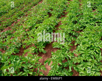 Kartoffelernte, Somerset, Großbritannien Stockfoto