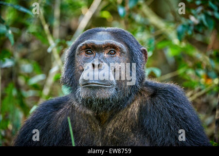 Gemeinsame Schimpanse, Pan Troglodytes, Kibale Nationalpark, Fortl Portal, Uganda, Afrika Stockfoto