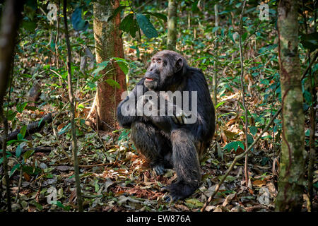 Gemeinsame Schimpanse, Pan Troglodytes, Kibale Nationalpark, Fortl Portal, Uganda, Afrika Stockfoto