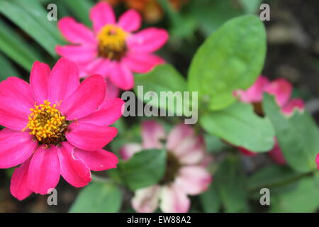 Ein schönes 5184 x 3456 Bild einer rosa Blume. Stockfoto
