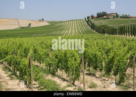 Blick vom Feldweg der typische Tuscany Szene Landhaus und Weinbergen, in der Nähe von "Castellina in Chianti", eine berühmte Region kennen Stockfoto