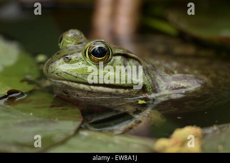 Bullfrog, Rana Catesbiena, Virginia Stockfoto