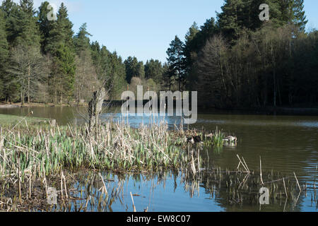 Stockenten Pike See im Forest of Dean Stockfoto