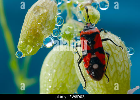 Red Bug Najemnik Pferd (Lygaeus Equestris) an der Blüte Silene Latifolia (Silene Latifolia). Stockfoto