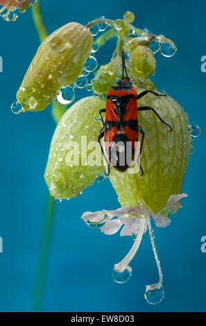 Red Bug Najemnik Pferd (Lygaeus Equestris) an der Blüte Silene Latifolia (Silene Latifolia). Stockfoto