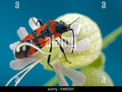 Red Bug Najemnik Pferd (Lygaeus Equestris) an der Blüte Silene Latifolia (Silene Latifolia). Stockfoto