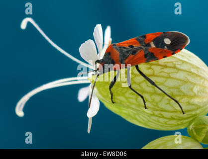 Red Bug Najemnik Pferd (Lygaeus Equestris) an der Blüte Silene Latifolia (Silene Latifolia). Stockfoto