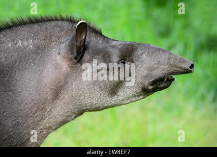 Weibliche Amazonas Tapir (Tapirus Terrestris), Tapir Familie (Tapiridae), Amazonas-Regenwald, Yasuni-Nationalpark in Ecuador Stockfoto