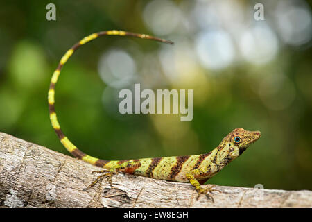 Weibliche gebändert Baum-Anole Eidechse (Anolis Transversalis) zeichnet sich durch Amazonas-Regenwald, blaue Augen, Leguan Familie (Iguanidae), Stockfoto