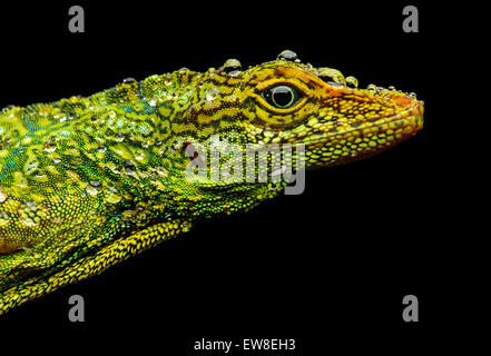 Männliche Gem Anole Eidechse (Anolis Gemmosus), Iguana Familie (Iguanidae), Pacific hängen der Anden Nebelwald, Mindo, Ecuador Stockfoto