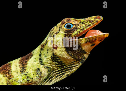 Weibliche gebändert Baum-Anole Eidechse (Anolis Transversalis), Amazonas-Regenwald, Yasuni-Nationalpark in Ecuador Stockfoto