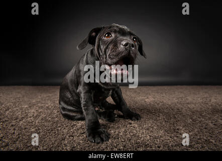 Schwarzer Staffordshire Bull Terrier Welpen auf dunklem Hintergrund Stockfoto