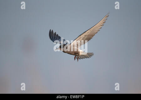 Schwarzen Tern, Chlidonias Niger, einziger Vogel im Flug, Rumänien, Mai 2015 Stockfoto