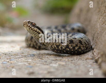 Vipera Berus Adder Schlange männlich hautnah auf Brownfield konkrete Stockfoto