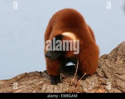 Nahaufnahme eines ausgereiften Madagaskar Red Ruffed Lemur oder Vari (Varecia Variegata Rubra) Stockfoto