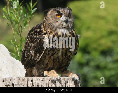 Eurasische Adler-Eule (Bubo Bubo) Stockfoto