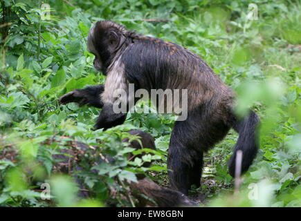 South American Golden aufgebläht oder Golden leitete Kapuziner Affen (Cebus Xanthosternos, Sapajus Xanthosternos) auf Nahrungssuche in einem Baum Stockfoto