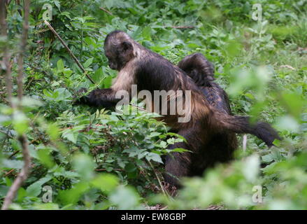 Neugierige South American Golden aufgebläht oder goldene Spitze Kapuzineraffen (Cebus Xanthosternos, Sapajus Xanthosternos) Stockfoto