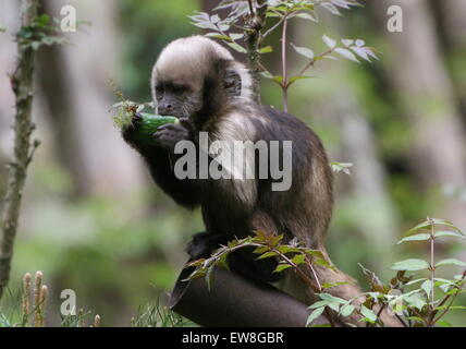 South American Golden aufgebläht oder Golden leitete Kapuziner-Affen (Cebus Xanthosternos, Sapajus Xanthosternos) in Apenheul Zoo Stockfoto
