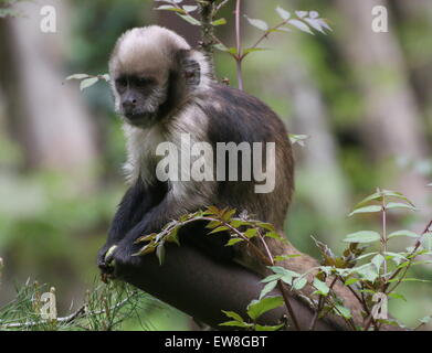 South American Golden aufgebläht oder Golden leitete Kapuziner-Affen (Cebus Xanthosternos, Sapajus Xanthosternos) in Apenheul Zoo Stockfoto