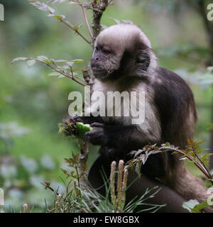 South American Golden aufgebläht oder Golden leitete Kapuziner Affen (Cebus Xanthosternos, Sapajus Xanthosternos) - Gefangene Tier Stockfoto