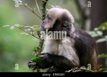 South American Golden aufgebläht oder Golden leitete Kapuziner-Affen (Cebus Xanthosternos, Sapajus Xanthosternos) Stockfoto